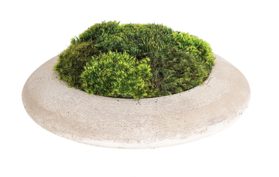 ANDY SAUCER WITH MOSS 14"