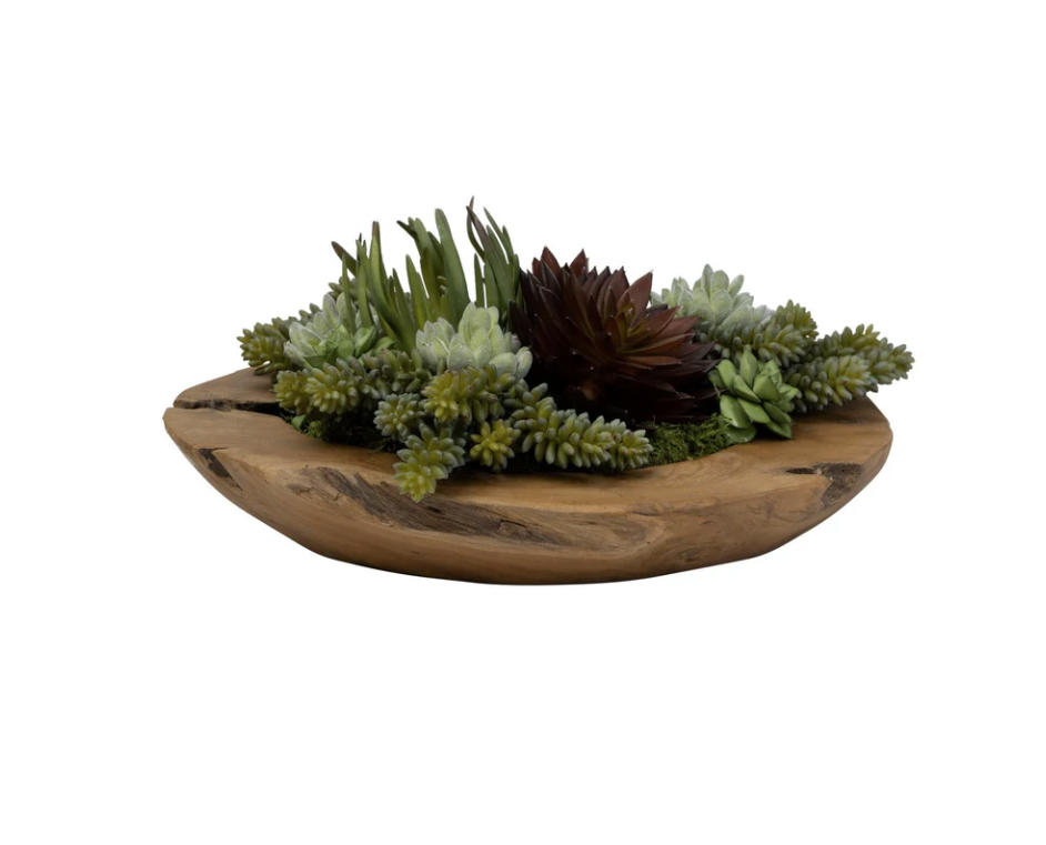 THE PAUL SUCCULENT WITH TEAK