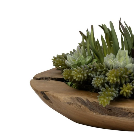 THE PAUL SUCCULENT WITH TEAK